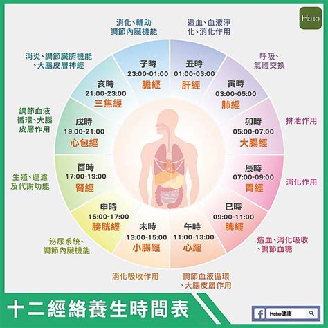 十二時辰養生對照表|人體經絡十二時辰對照表，選對時間，經絡養生事半功。